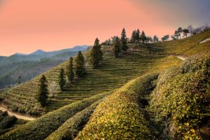 口臭を予防するために緑茶はどのように効果的なのか？