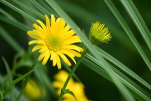 口臭予防に効果的なお茶はどれですか？